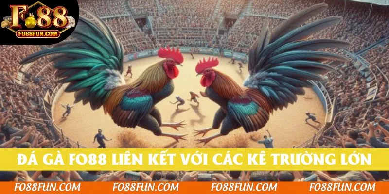 Đá gà Fo88 liên kết với các kê trường danh tiếng